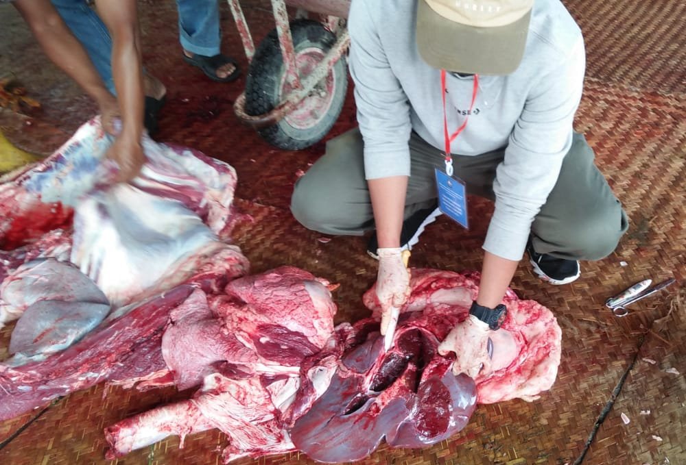DAGING KURBAN. Salah satu petugas sedang menunjukkan daging hewan kurban setelah disembelih, kemarin. (Foto:setyo wuwuh/temanggung ekspres)