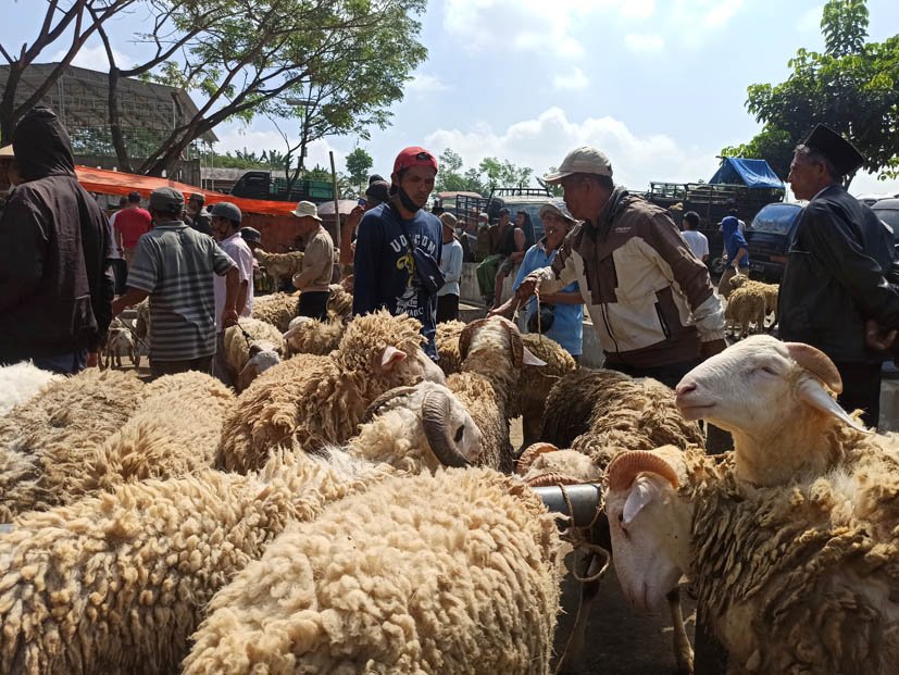 TRANSAKSI. Sejumlah pedagang dan pembeli terlihat sedang transaksi kambing di Pasar Hewan Desa Badran Kecamatan Kranggan, Minggu (18/7). (Foto:setyo wuwuh/Temanggung ekspres)