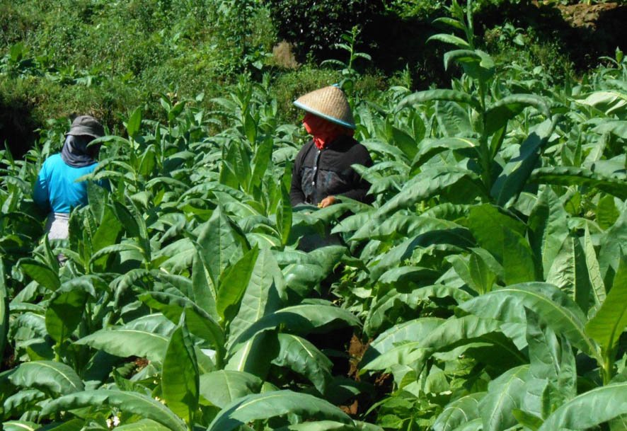 SIAP PANEN. Tanaman tembakau milik petani di Kecamatan Kledung sudah siap panen raya. (Foto:setyo wuwuh/Temanggung ekspres)