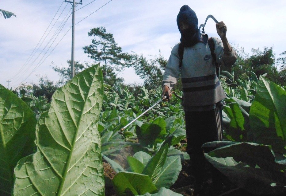 SEMPROT. Salah satu petani tembakau sedang menyemprot tanaman tembakaunya supaya terhindar dari hama. (foto:setyo wuwuh/temanggung ekspres)