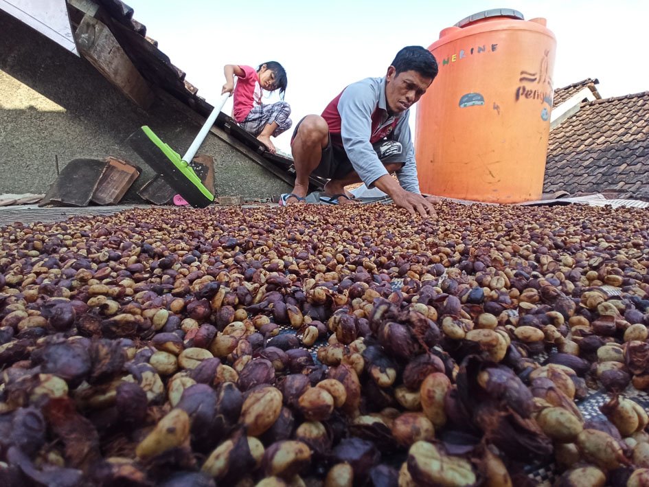 Salah seorang petani kopi di Desa Muncar Kecamatan Gemawang sedang menjemur kopi saat panen raya beberapa bulan lalu. (foto:setyo wuwuh/temanggung ekspres)