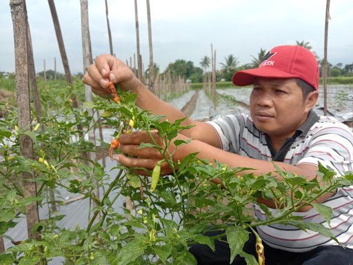 Memasuki musim hujan, sejumlah harga pangan atau kebutuhan pokok seperti cabai merah keriting dan cabai rawit merah mulai merangkak naik