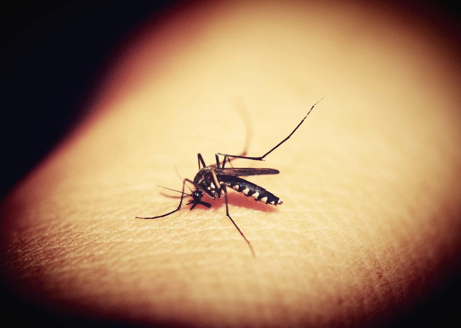 Gigitan Nyamuk Malaria ( Photo ISTMEWA, www.pixabay.com )