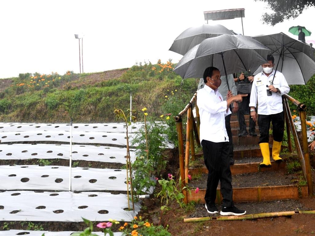 PANTAU. Lahan food estate di Desa Lamuk Kalikajar dipantau oleh Presiden RI Jokowi
