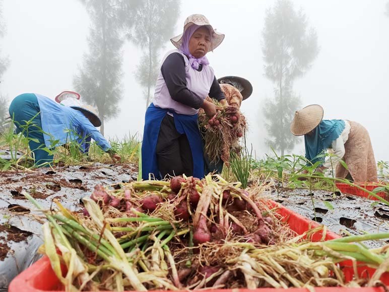 PANEN. Sejumlah anggota kelompok tanjung sedang memanen bawang merah di lokasi food estate Desa/Kecamatan Bansari, (foto:setyo wuwuh/temanggung ekspres)