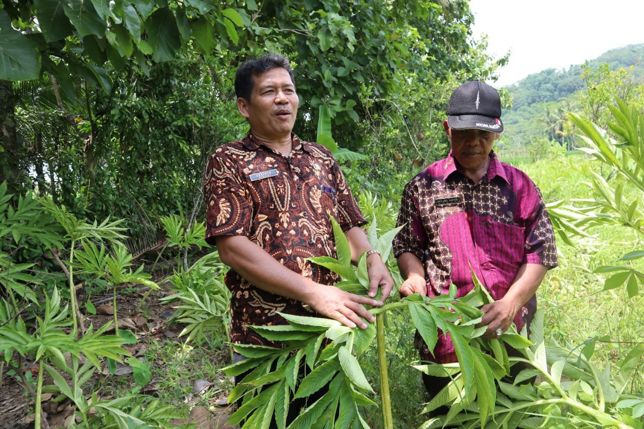 TANAM. Kepala Dinas Ketahanan Pangan dan Pertanian Wasit Diono SSos saat menunjukkan tanaman porang. (foto : lukman khakim / purworejo ekspres)