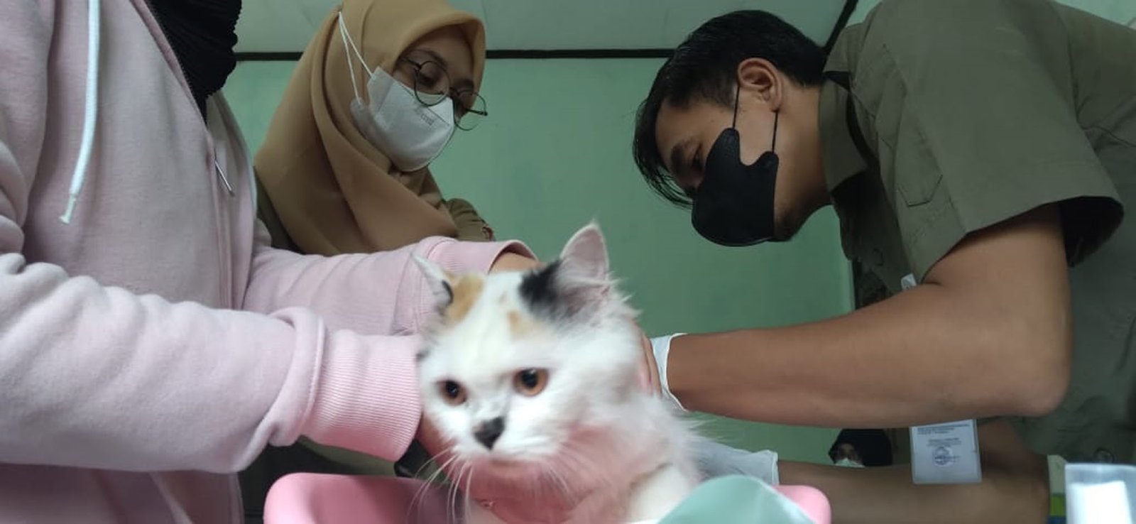 Salah seorang pemilik kucing tengah menunggu hewan peliharaannya memperoleh injeksi vaksinasi amti rabies di UPTD RPH dan Pasar Hewan DKPPP Kabupaten Temanggung.(Foto: rizal ifan chanaris.)
