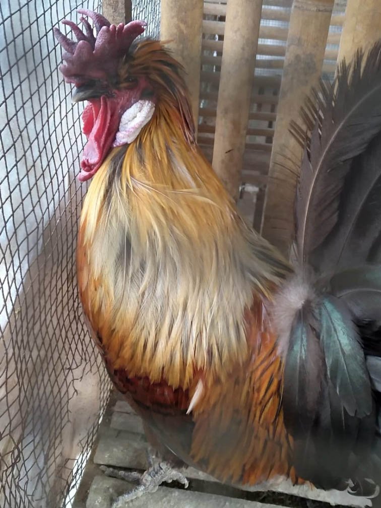 Miliki Jengger Unik, Ayam Serama di Temanggung ini jadi Incaran Para Kolektor