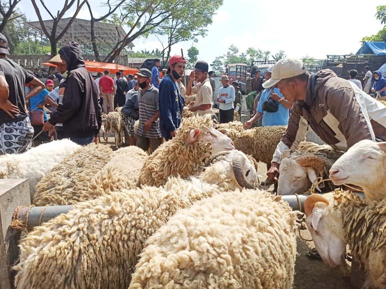 RAMAI. Pasar hewan di Kecamatan Kranggan mulai ramai pada hari pasaran. (Foto:setyo wuwuh/temanggung ekspres)