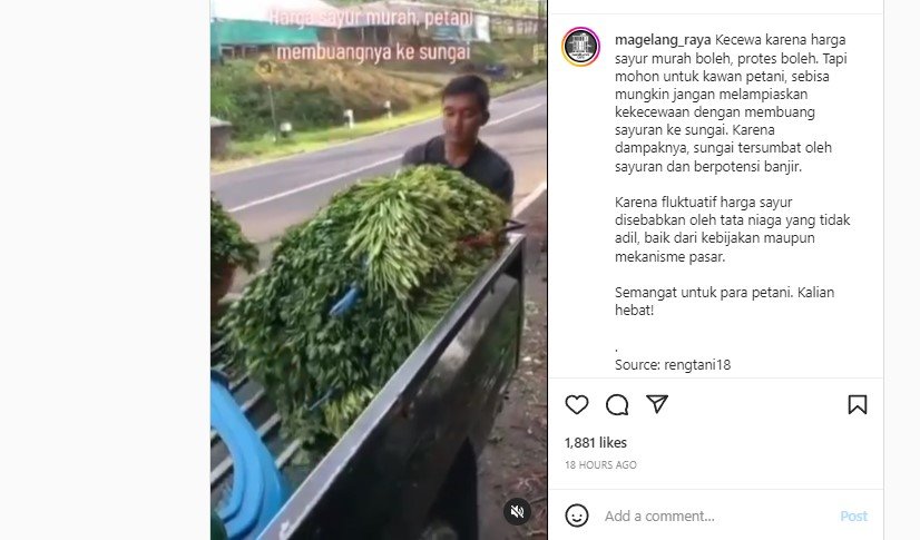 VIRAL. Seorang warga asal Ngablak Kabupaten Magelang yang diduga kesal lantaran harga sayur anjlok memilih membuangnya di saluran drainase