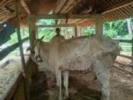 TERPAPAR. Salah satu sapi milik peternak tampak terluka akibat terpapar virus LSD. (foto : Lukman Hakim/Purworejo Ekspres)