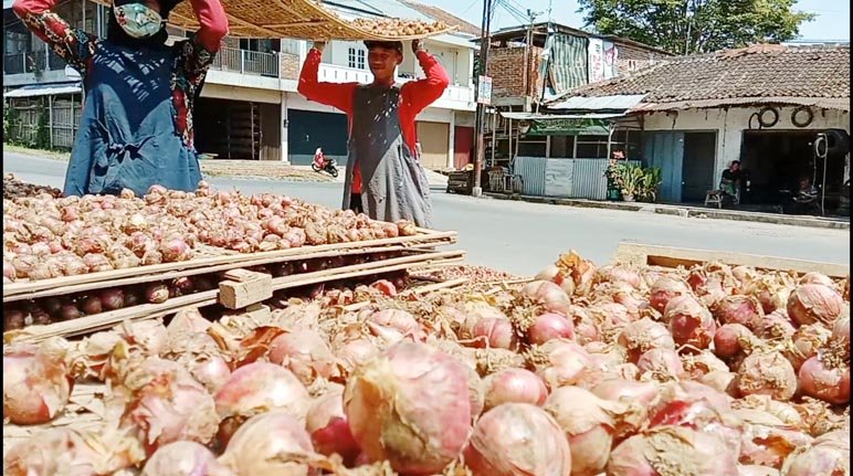 JEMUR. Sejumlah pekerja sedang menjemur bawang merah di Pasar Legi Parakan, Kamis 30 Maret 2023.(foto:setyo wuwuh/temanggung ekspres)