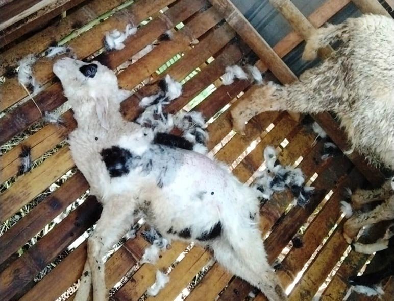 MATI. Seekor kambing milik peternak di Desa Gelangan Kecamatan Tlogomulyo mati misterius.(foto:IST )
