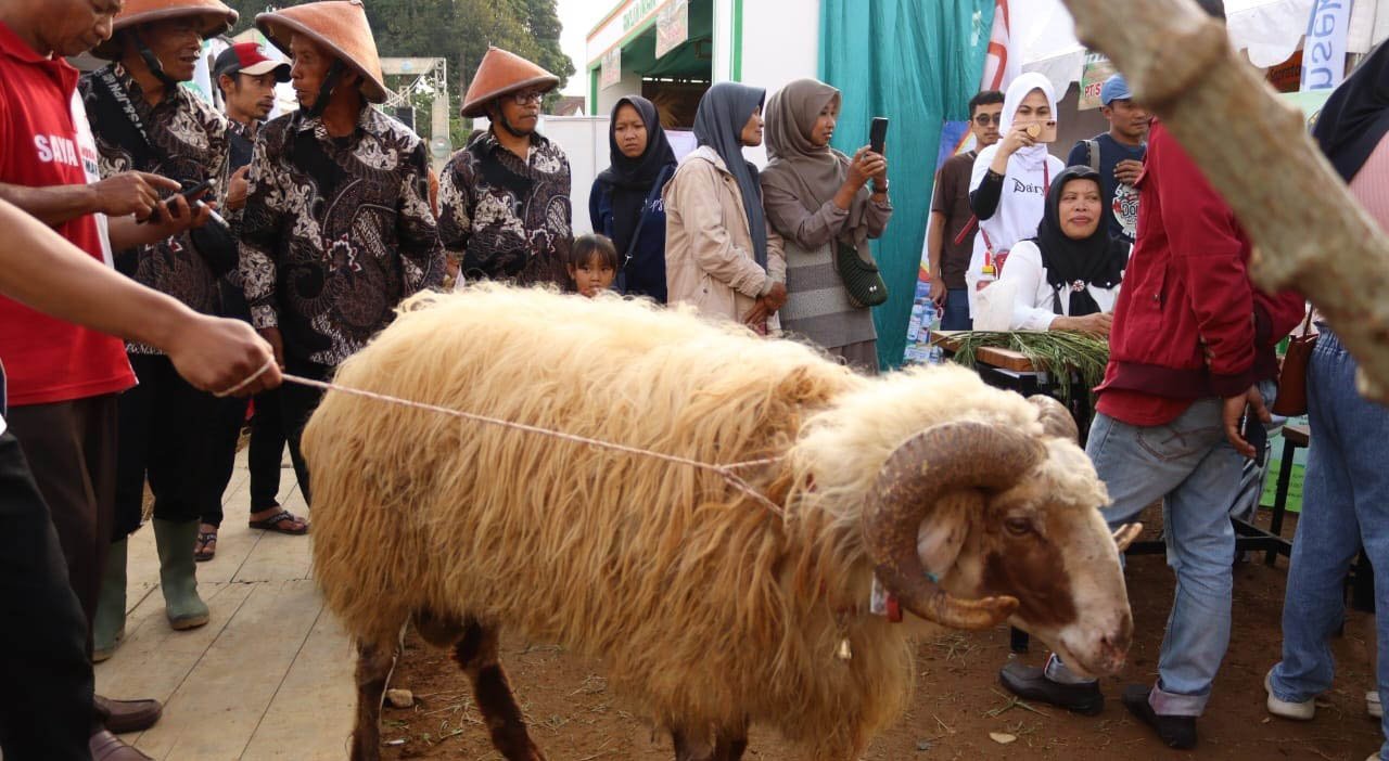 Wilda, Pemenang Kontes Dombos Jantan Langsung Ditawar Rp200 Juta